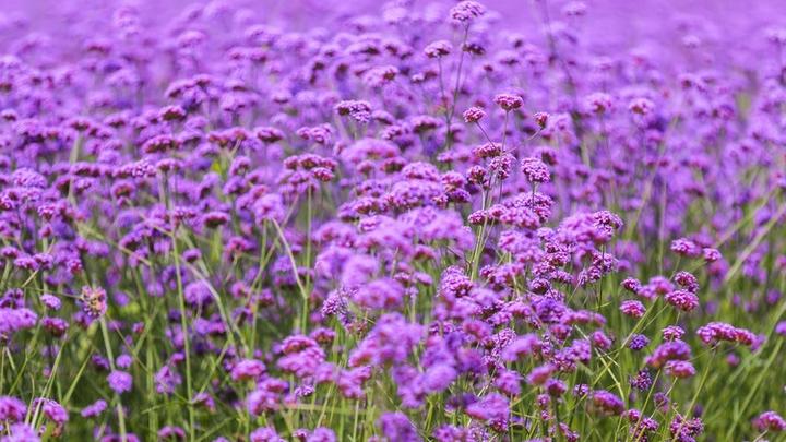 宁夏自由行超实用的游记行程攻略之金沙岛紫色薰衣草