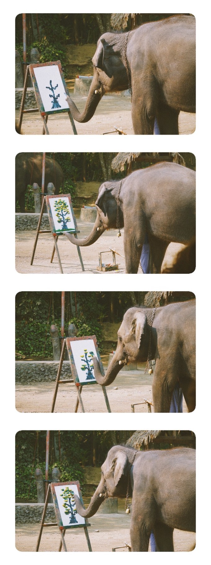 泰国曼谷清迈自由行必玩超实用美食和网红景点攻略之湄塔曼大象营