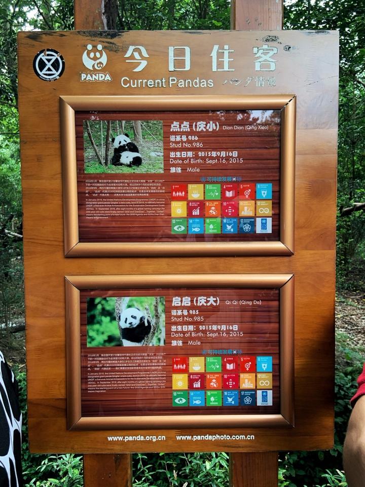 四川成都大熊猫基地游玩攻略大熊猫的牌子