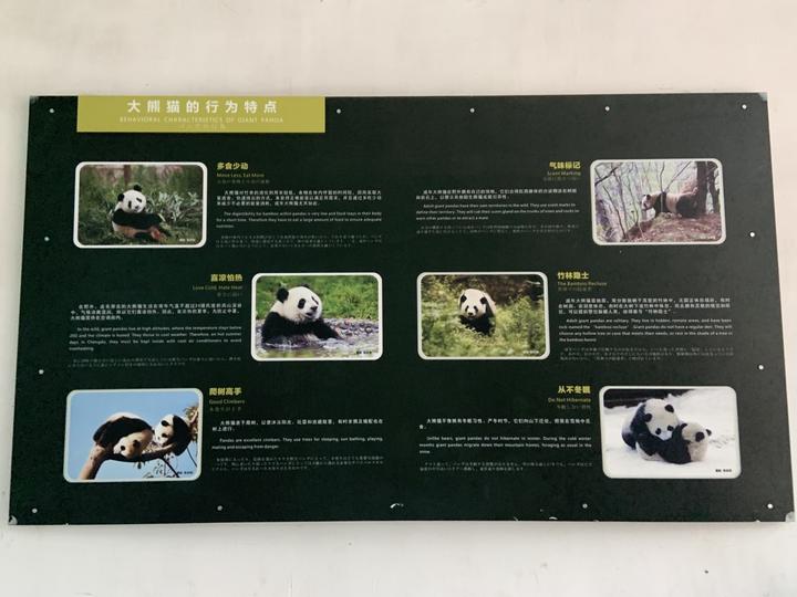 四川成都大熊猫基地游玩攻略图示
