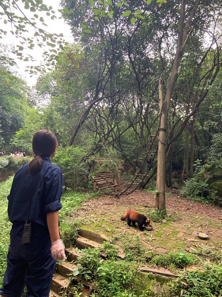 四川成都大熊猫基地游玩攻略饲养员来送午饭