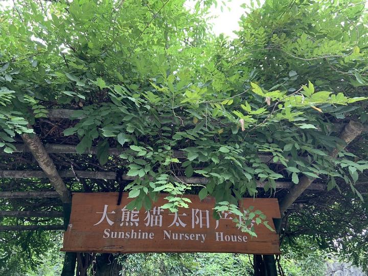 四川成都大熊猫基地游玩攻略太阳产房