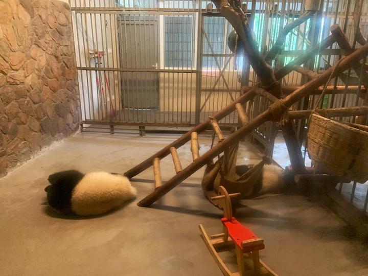 四川成都大熊猫基地游玩攻略太阳产房