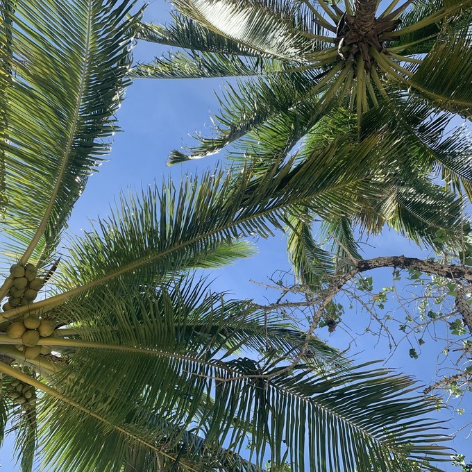 菲律宾科隆镇小岛潜水美食旅游攻略之pass岛的椰子树