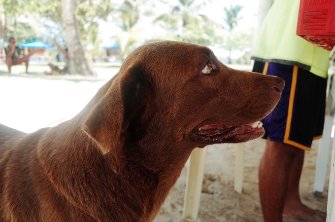 菲律宾科隆镇小岛潜水美食旅游攻略之有点羡慕岛上的狗子