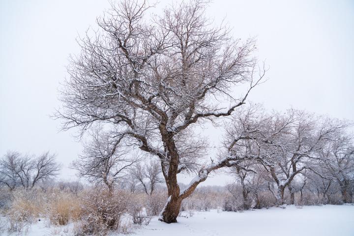 新疆克拉玛依超实用美食摄影旅游攻略之雪中的胡杨林